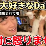 【DaiGo＆猫】猫を愛してやまないDaiGoが猫を猫可愛がりしてる姿を捉えました【DaiGoまとめ】
