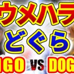 ストリートファイター6【ウメハラ (ケン) VS どぐら (ディージェイ)】DAIGO (KEN) VS DOGURA (DJ) SFVI スト6【DaiGoまとめ】